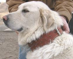 coyote collar for dogs