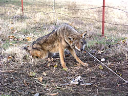 Best Coyote Traps of 2023