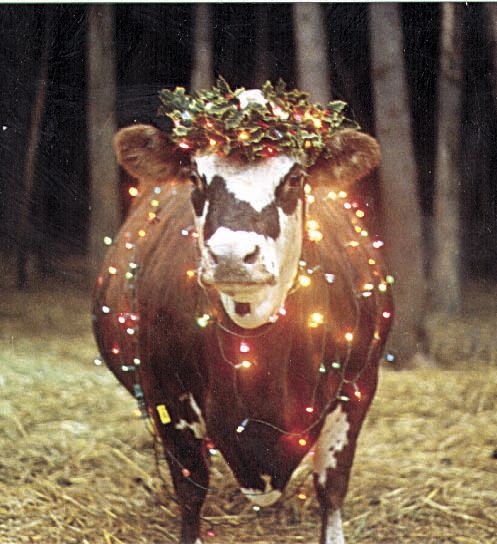 cow dressed up for christmas FARM SHOW Magazine