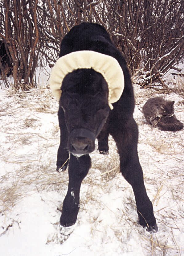 FARM SHOW Magazine - The BEST stories about Made-It-Myself Shop