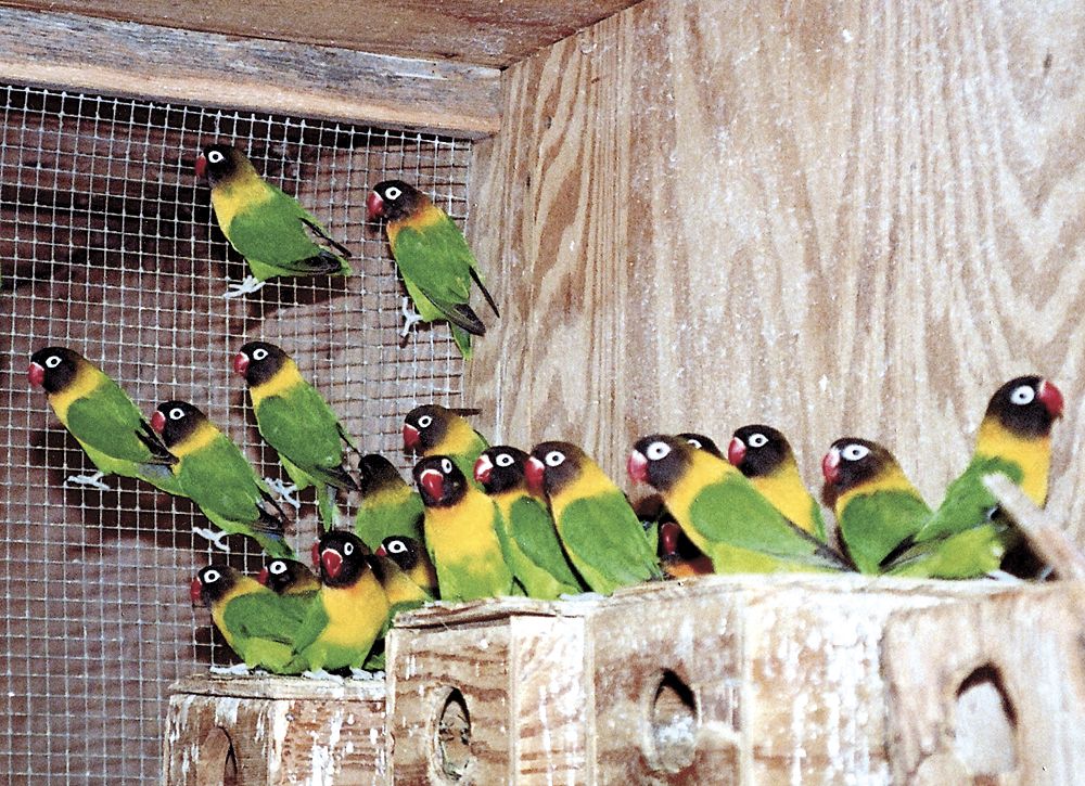 Wholesale parakeets clearance