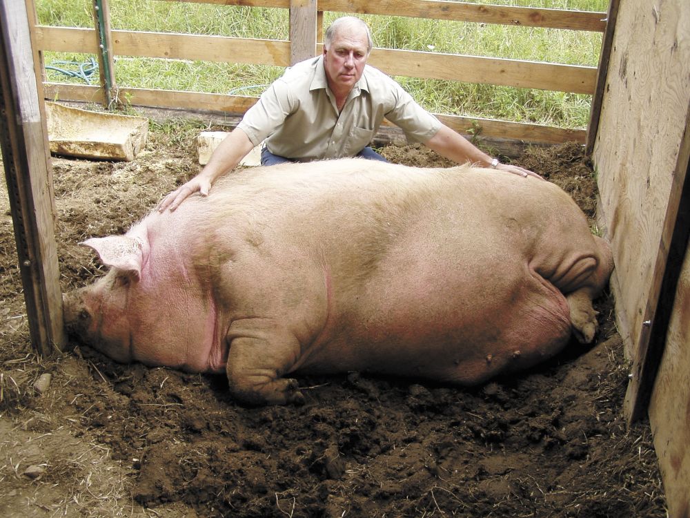 Norm: Tallest Pig