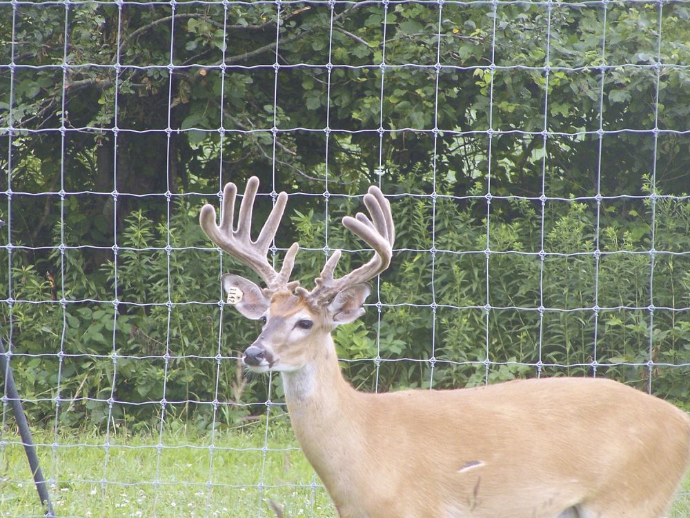 What Are Your Thoughts on These 10 Massive Farm-Raised Deer