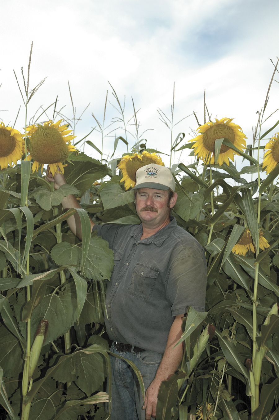 Image of Farmer harvesting corn and sunflowers