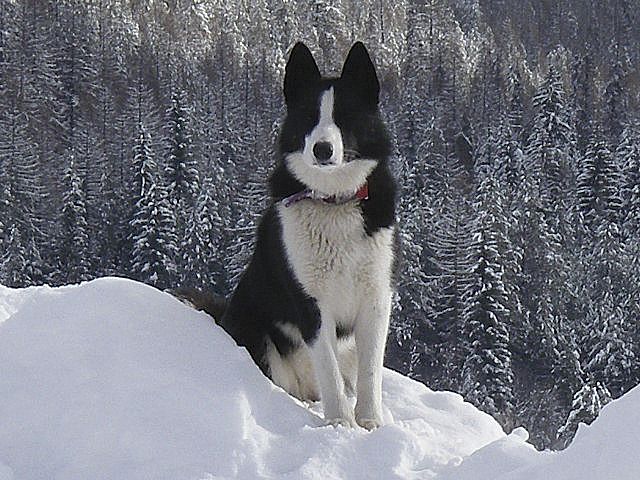 aspen valley karelian bear dogs