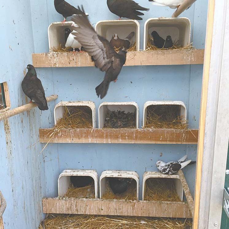 Pigeon Nest Box Ideas At Caitlin Gilles Blog
