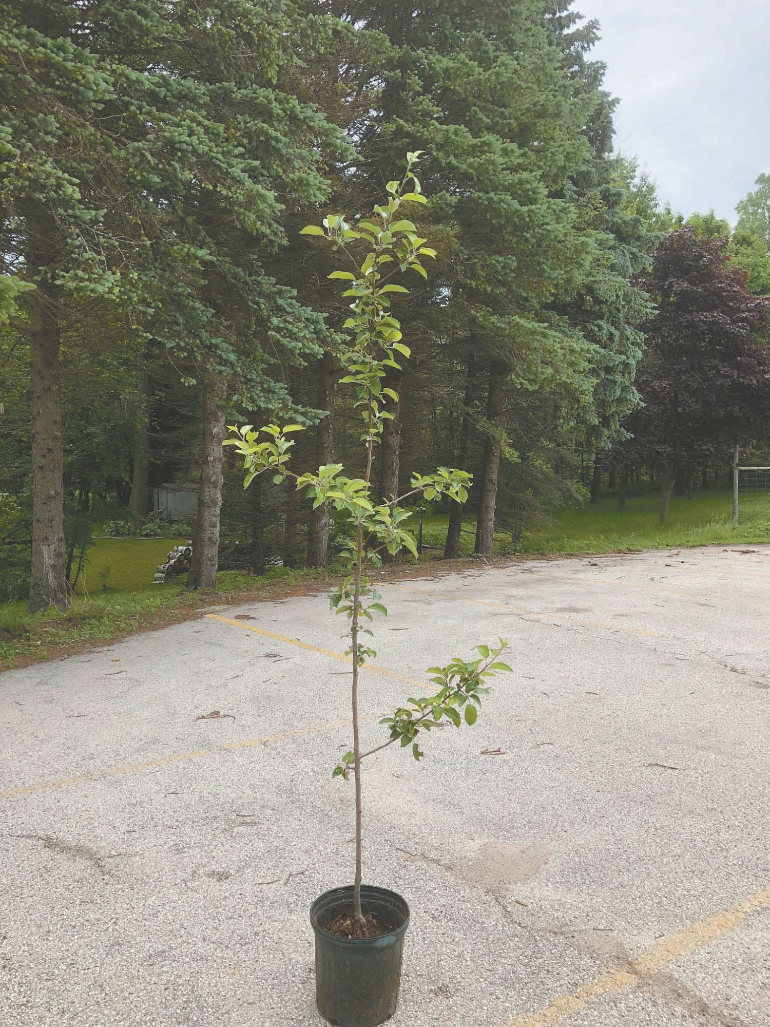 johnny appleseed apple creek ohio