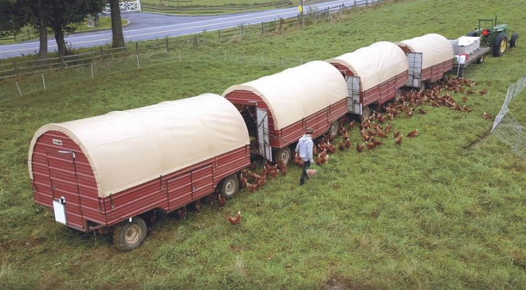 business plan free range chicken farm