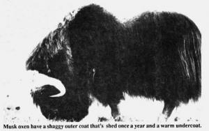 Musk Ox 5 Tassel Maker – Billy and Baa