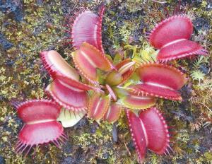 The Pitcher Plantation, Australia: About Using Sphagnum Moss for