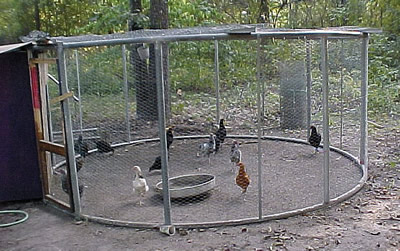 Trampoline Chicken Coop